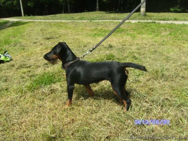 Щенок немецкого ягдтерьера - <ro>Изображение</ro><ru>Изображение</ru> #3, <ru>Объявление</ru> #1609406