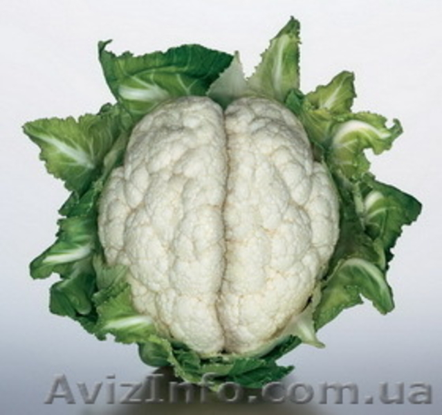 Прогноз предсказание Одесса - <ro>Изображение</ro><ru>Изображение</ru> #2, <ru>Объявление</ru> #1592681