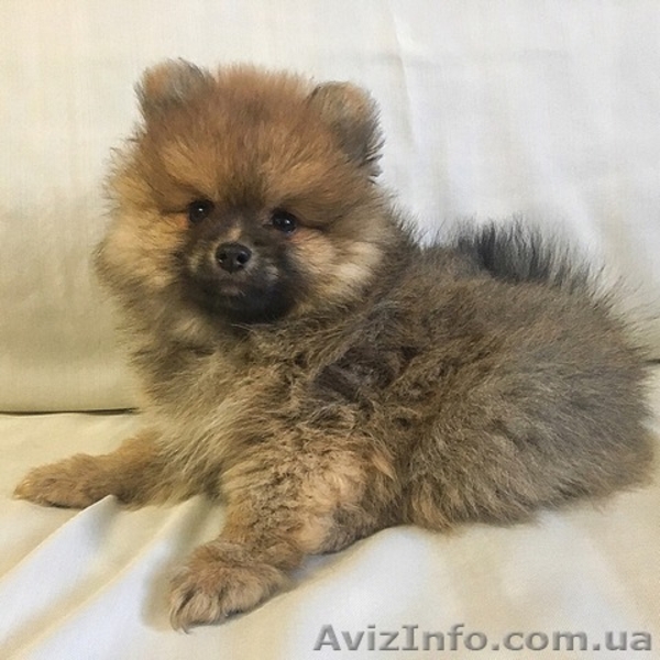 Продаются щенки породы: Померанский шпиц - <ro>Изображение</ro><ru>Изображение</ru> #1, <ru>Объявление</ru> #1615247