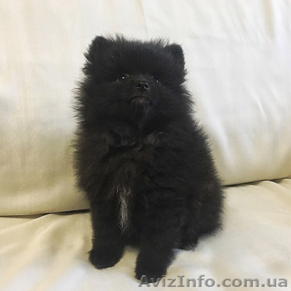 Продаются щенки породы: Померанский шпиц - <ro>Изображение</ro><ru>Изображение</ru> #2, <ru>Объявление</ru> #1615247