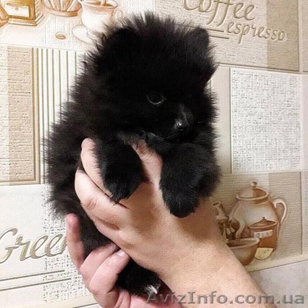 Продаются щенки породы: Померанский шпиц - <ro>Изображение</ro><ru>Изображение</ru> #3, <ru>Объявление</ru> #1615247