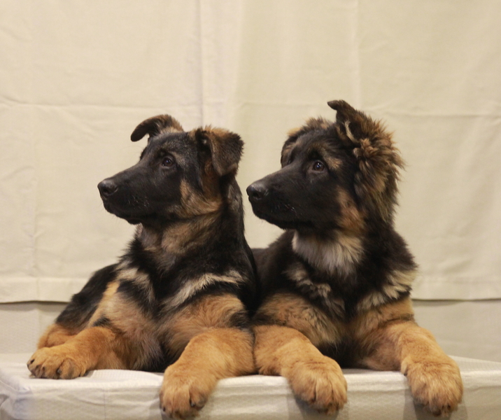 Питомник DOG PATROL. Щенки немецкой овчарки - <ro>Изображение</ro><ru>Изображение</ru> #2, <ru>Объявление</ru> #1700517