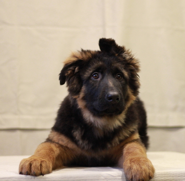 Питомник DOG PATROL. Щенки немецкой овчарки - <ro>Изображение</ro><ru>Изображение</ru> #3, <ru>Объявление</ru> #1700517