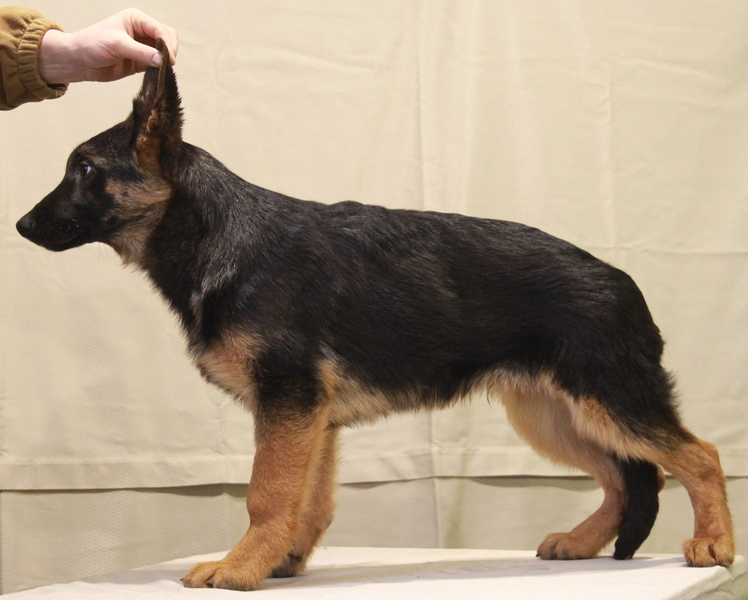 Питомник DOG PATROL. Щенки немецкой овчарки - <ro>Изображение</ro><ru>Изображение</ru> #5, <ru>Объявление</ru> #1700517