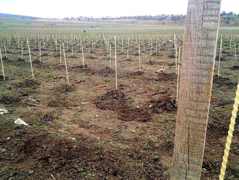 Колышки, опоры для растений из композитных материалов POLYARM. Доставка  - <ro>Изображение</ro><ru>Изображение</ru> #5, <ru>Объявление</ru> #1712467