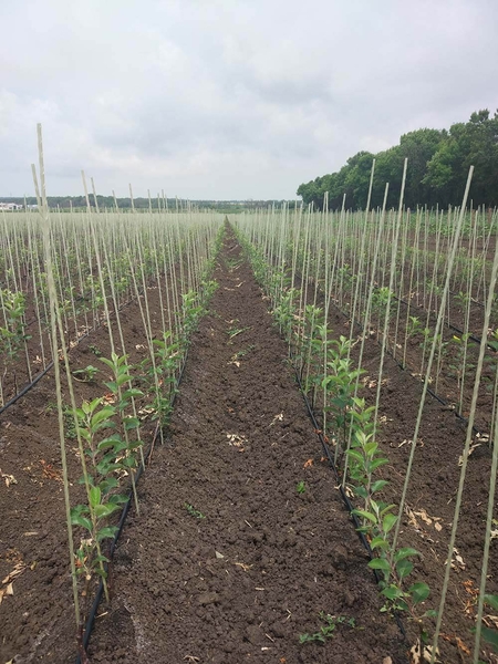 Колышки, опоры для растений из композитных материалов POLYARM. Доставка  - <ro>Изображение</ro><ru>Изображение</ru> #2, <ru>Объявление</ru> #1712467