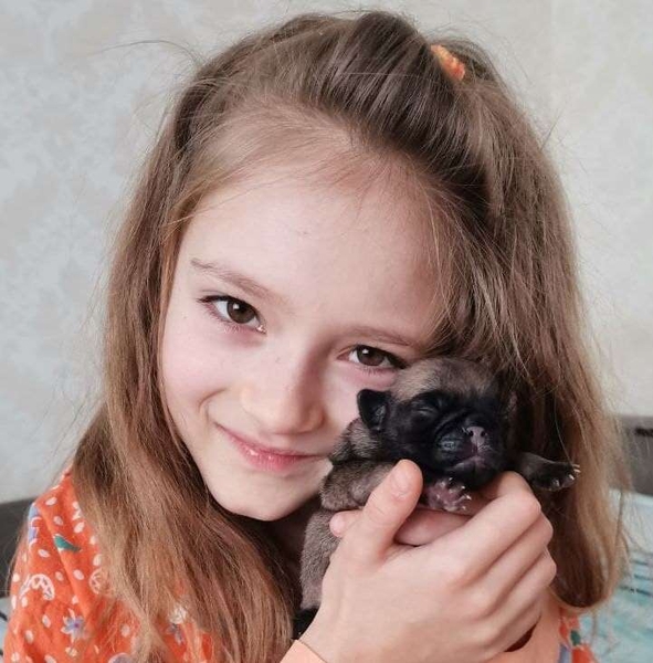 Мопс. Цуценята. - <ro>Изображение</ro><ru>Изображение</ru> #3, <ru>Объявление</ru> #1721189