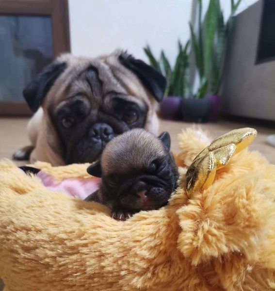 Мопс. Цуценята. - <ro>Изображение</ro><ru>Изображение</ru> #4, <ru>Объявление</ru> #1721189