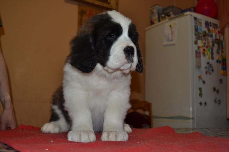 Продаються щенята сенбернара КСУ - <ro>Изображение</ro><ru>Изображение</ru> #1, <ru>Объявление</ru> #1733210