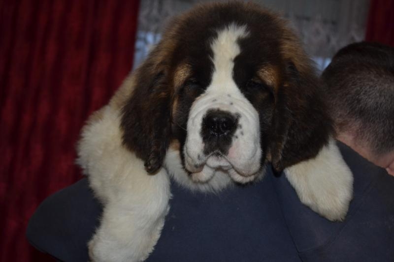 Продаються щенята сенбернара КСУ - <ro>Изображение</ro><ru>Изображение</ru> #2, <ru>Объявление</ru> #1733210