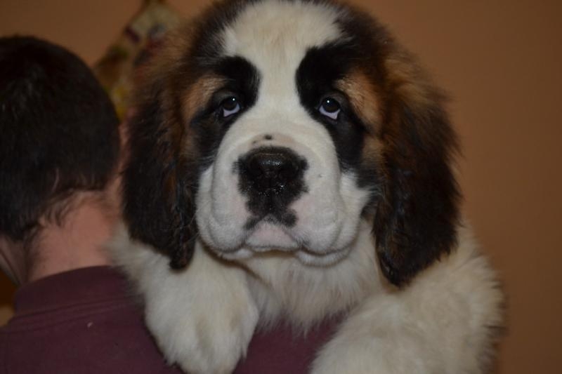 Продаються щенята сенбернара КСУ - <ro>Изображение</ro><ru>Изображение</ru> #5, <ru>Объявление</ru> #1733210