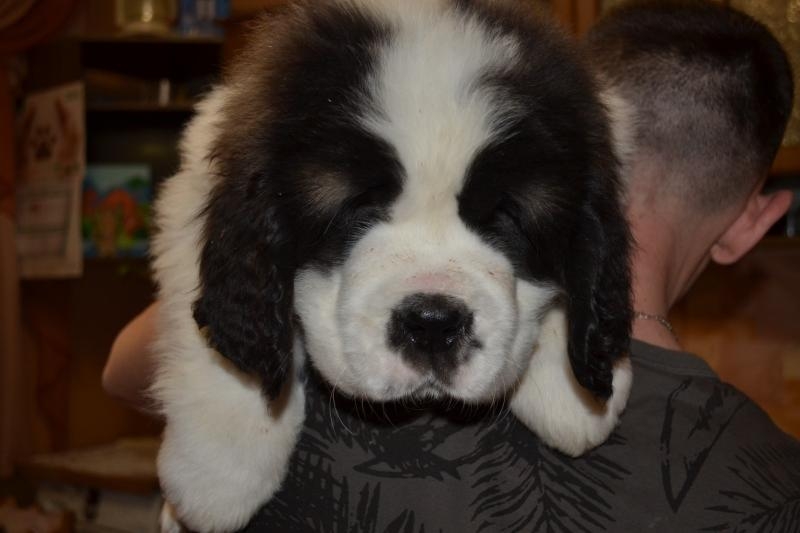 Продаються щенята сенбернара КСУ - <ro>Изображение</ro><ru>Изображение</ru> #6, <ru>Объявление</ru> #1733210