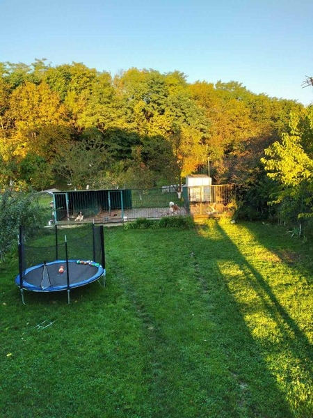 Продаються щенята сенбернара КСУ - <ro>Изображение</ro><ru>Изображение</ru> #7, <ru>Объявление</ru> #1733210