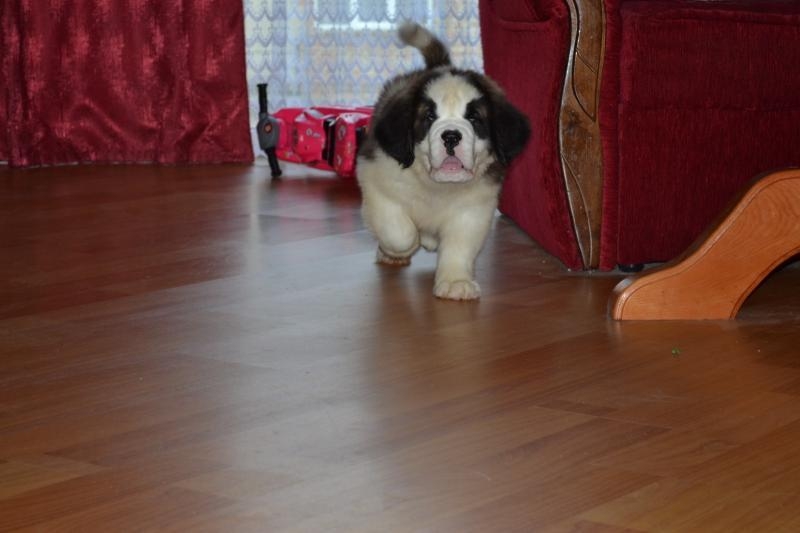 Продаються щенята сенбернара КСУ - <ro>Изображение</ro><ru>Изображение</ru> #8, <ru>Объявление</ru> #1733210